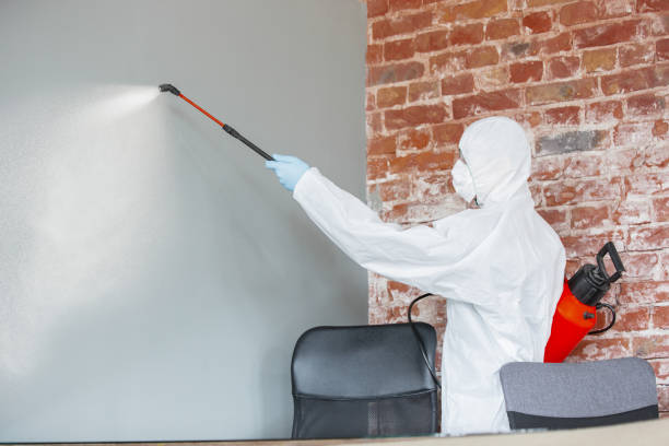 Best Attic Mold Removal  in Bayside Gardens, OR