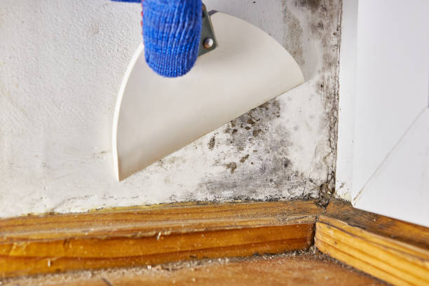 Best Mold Damage Restoration  in Bayside Gardens, OR