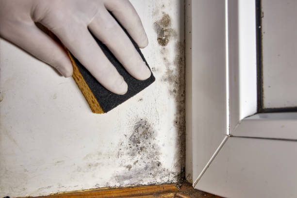 Best Commercial Mold Inspection  in Bayside Gardens, OR